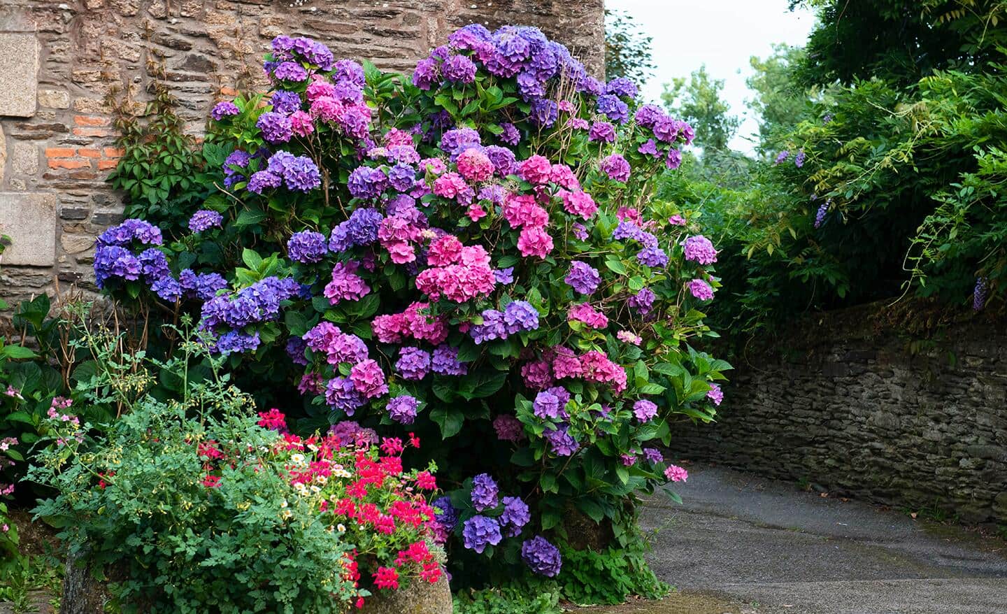 Amazon.com: Sweet Home Deco 18'' Silk Hydrangea Single Stem
